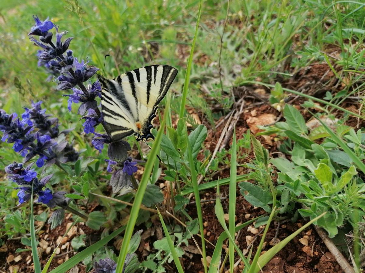 Ferienresidenz Lavandula Nova Vas  Zewnętrze zdjęcie